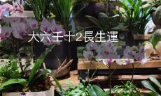 揭秘大六壬预测未来之十二长生运势解析