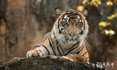 属虎人居住楼层的选择:以不同年份生肖虎为例,是否适合在16楼居住?