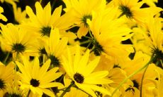 深度解读观音灵签第12签的带有神秘意味的签语所传达出的隐含意义