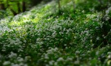 深入解读观音灵签第5签的神秘签语,对其中蕴含的深度内涵和含义进行详细探讨