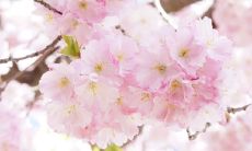 探寻观音灵签第13签的签语解意,了解自身福运转机,预知未来机缘与挑战的拐点