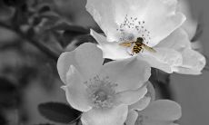 探究观音灵签第17签的签语的含义和解释