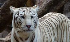 98年属虎的人应避免选住哪一层楼的房子？