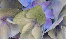 探究观音灵签第35签的含义：揭示签语所蕴含的深刻哲理与启示