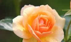 探求观音灵签第21签的招语所传递的深刻意义与寓意