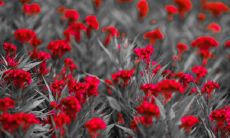 深入探究观音灵签第18签的签语解意,领悟到其中蕴含的神秘与智慧