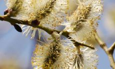 探究观音灵签第8签的签语所代表的意义及解释