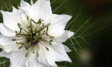 详解观音灵签第10签的签语意义和精神内涵