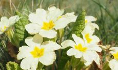 从观音灵签中理解第四签的意义:探索签语背后的深层内涵