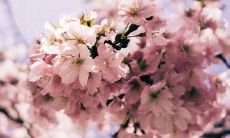 哪些人具有学习梅花易数的禁忌,若不遵守可能带来的不良后果有哪些?