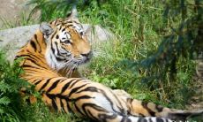 属虎男最难以割舍的生肖女是哪一个?属虎男最为珍视的女性类型是哪一种?