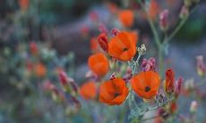 2023年黄历五月黄道吉日日期表:详细日程规划及吉祥物解读