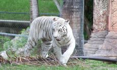 在虎的生命中谁是被视为最为珍贵的贵人?