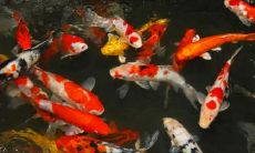 从掌纹看出你的财运之路：解读不同位置的掌纹可以帮你获取更多财富机会