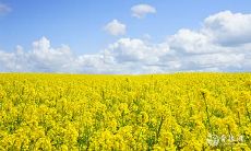 预测:2023年黄历一月将出现多个黄道吉日