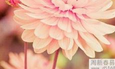 利用风水布局来增加个人桃花运的方法与技巧