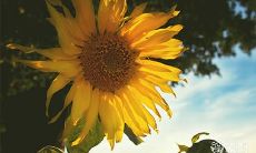 我的本命年遭遇了严重感冒,无法自拔,但我仍坚持分享我的本命年生病经历,以鼓励大家坚持健康习惯