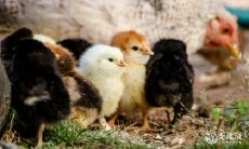 如何选择最适合93年属鸡人的幸运楼层?