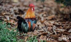 探讨93年属鸡住二楼的风水问题:如何有效化解楼层风水不良影响,保障健康和幸福?