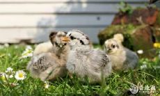 如何选择住宅楼层:考虑属鸡人的生肖影响,93年属鸡的人住17层是否有利?