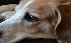 通过说明耳朵三种形态的运势解读，揭示一辈子可能贫穷的迹象