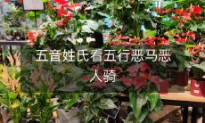 五音姓氏以五行之法解析:恶马恶人骑,传奇之谜深层揭秘