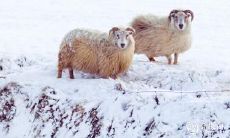 如何利用住房楼层数提升属羊人的运势:探究91年属羊是否适合住四楼?