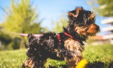 属虎的男女八字是否相冲?属虎女性是否会受到属虎男性的压制?