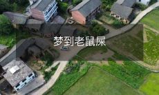 在梦中见到老鼠排泄物:可能的意义和解释是什么?