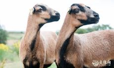 如何根据十二生肖中的羊年出生年份来决定自己的房屋朝向,以避免风水忌讳?