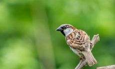 属虎八字适合搭配金和水属性的生肖，哪些生肖与虎最为相配呢？