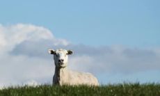 关于属羊人购房的风水禁忌,住东户还是西户更为吉利?——如何根据属相选择房屋风水布局?