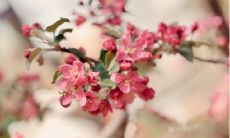 男属虎女属牛的八字不配吗?两人之间相处可能存在困难