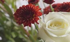 八字合不合？探究属虎和属猴的配对指数，揭秘其兴旺与挑战之道！