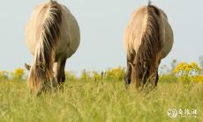 以十二生肖为基础,探索90年属马人居住在哪个楼层最具有良好的风水效应:楼层与五行相生相克的关系深度解析