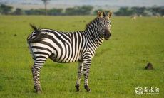 买房须知:90年属马的人应避免住在特定楼层,探究属马者在房屋层数选择上的禁忌