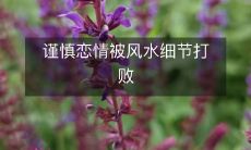 谨慎恋爱:从风水细节到分手申请的全记录