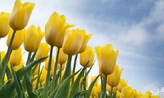 如何化解犯太岁所带来的疾病症状？犯太岁生病的期间是多长时间？