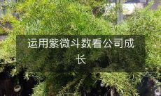 如何通过紫微斗数预测公司发展趋势,从而实现企业的长期成长?