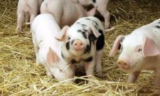 2023年大金猪本命年的全面运势预测及解析：包括事业、财运、感情、健康等方面的详细分析！