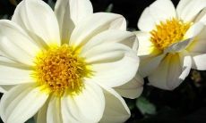 在正月十二这个日子里,很多地方的饮食习惯都会选择吃鸭子,而在鸭子之外,我们还可以探索更多馅饺子的口味选择