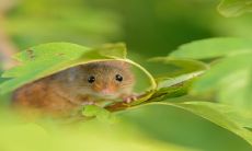 如何在2023年备孕期间轻松成功的生肖解析及生肖鼠夫妻恩爱经验分享