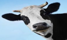 据预测,到2023年,属牛的人最易怀孕,他们的生肖特质和习性能让他们容易迎来新生命