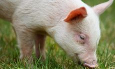 预测：2023年驿马星动将影响猪、猴、狗三种生肖的运势