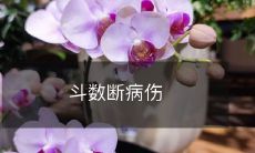 斗数破解医学:如何通过数字预测疾病和伤痛?