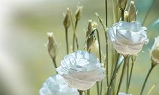 本命年发烧不止,怎样避免本命年犯太岁的不利影响?