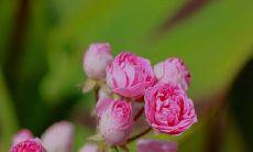 哪些星座在面对更强的对手时最不服输?