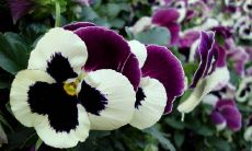 哪些星座过度自信会在职场上失去警惕性,缺乏危机感?