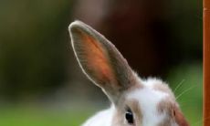 87兔与88龙之间的婚配:探讨宝宝的遗传可能性及影响—— 通过分析88年龙与87年兔之间的配对后代,了解生育宝宝在基因和特性方面可能产生的影响