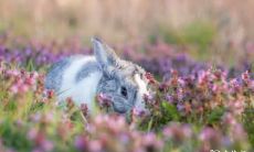 探秘87年兔男和90年女马的婚姻：情感脉络、性格特征、相处模式详尽解析！